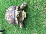 Rehomed...Sulcata : Male approx 13 years old (Matilda)